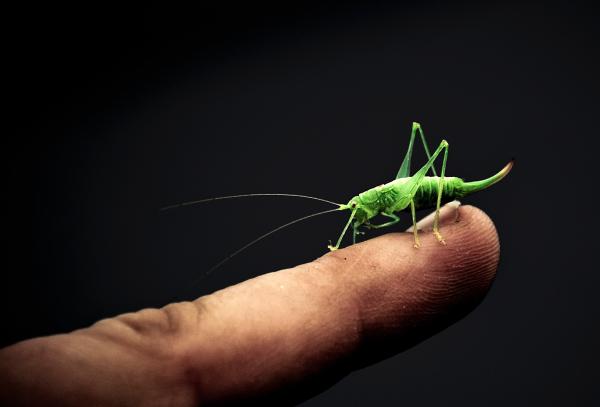 Grasshopper