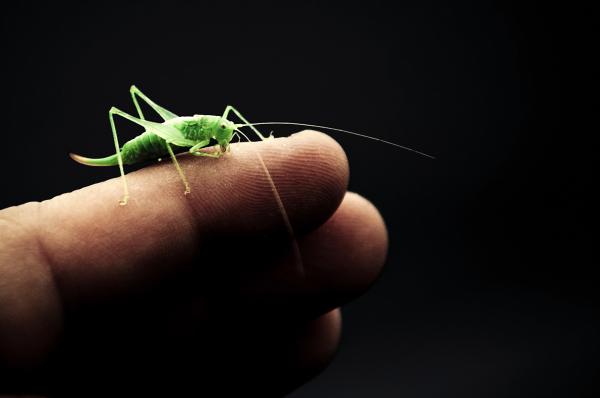 Grasshopper