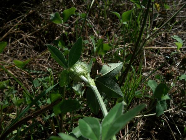 Grasshopper in the Front Leaf