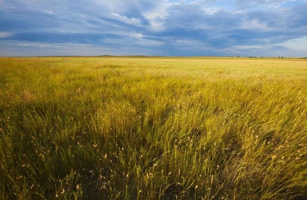 Grassland