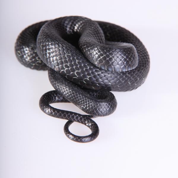 grasssnake