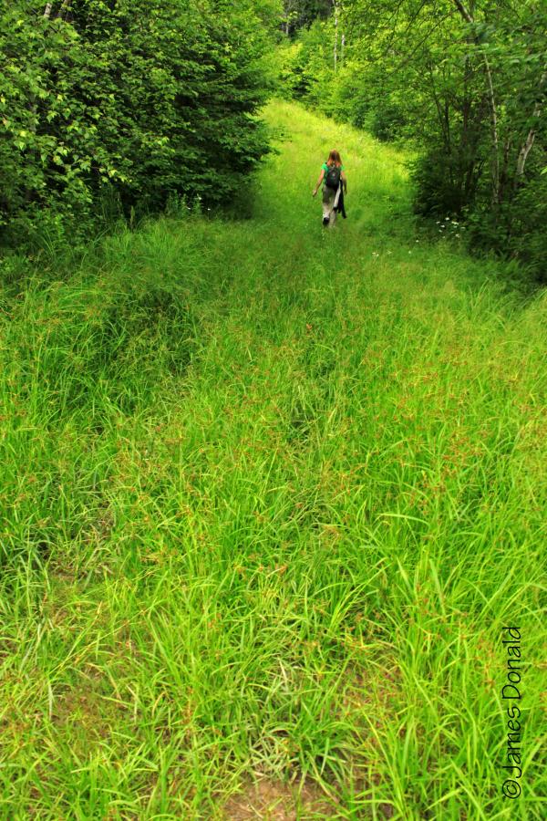 Grassy road