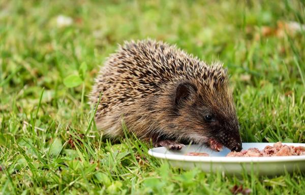 Gray and Black Hedgehog Eating on Plate