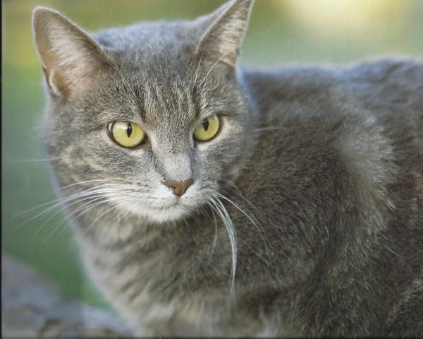 Gray cat