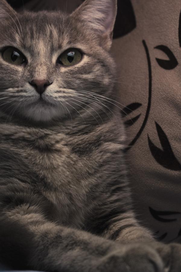 Gray Cat