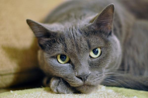 The gray Cat