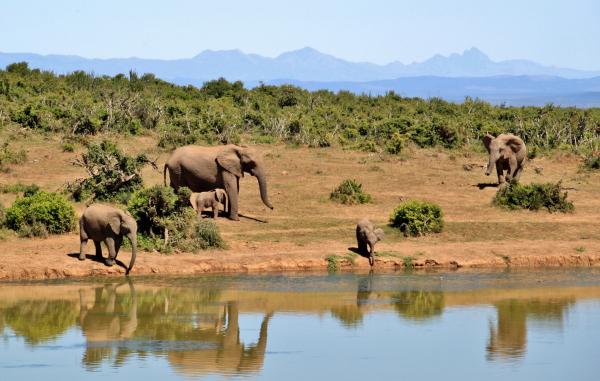 Gray Elephants Near Body of Water during Daytime
