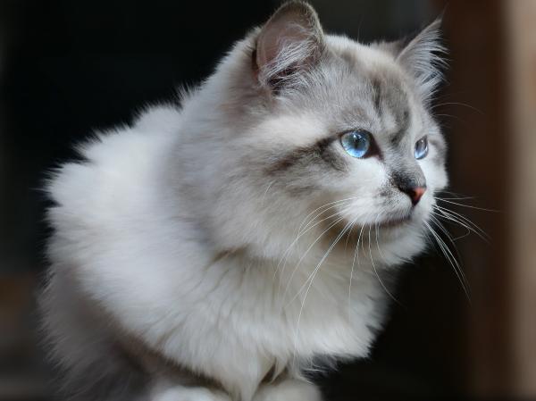 Gray Persian Cat