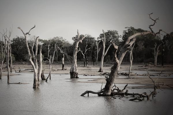 Gray Scale Photo of Trees