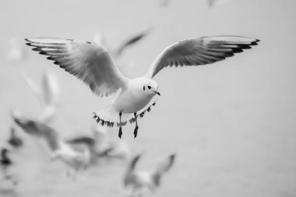 Grayscale Photo of Bird