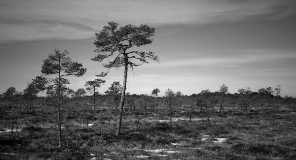 Grayscale Photo of Trees