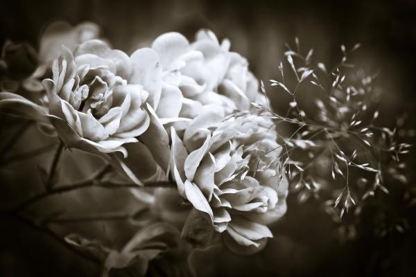 Grayscale Photography of Flowers