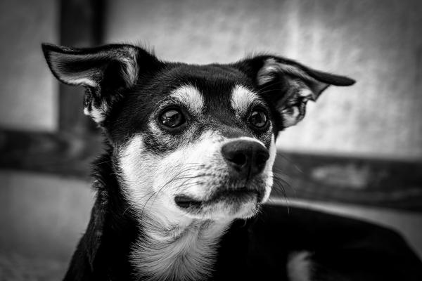 Grayscale Photography of Short Coated Dog