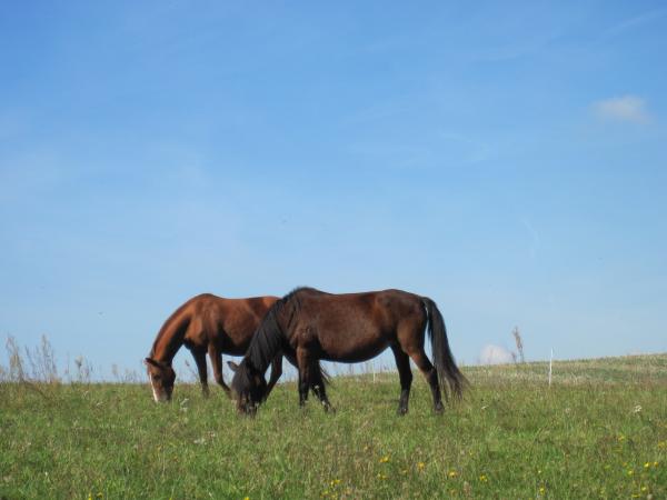 Grazing Mustang