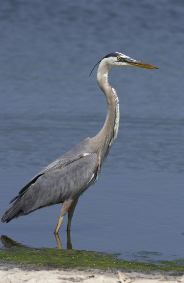 Heron