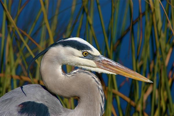 Heron