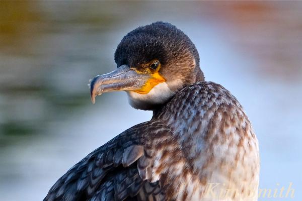 Great Cormorant