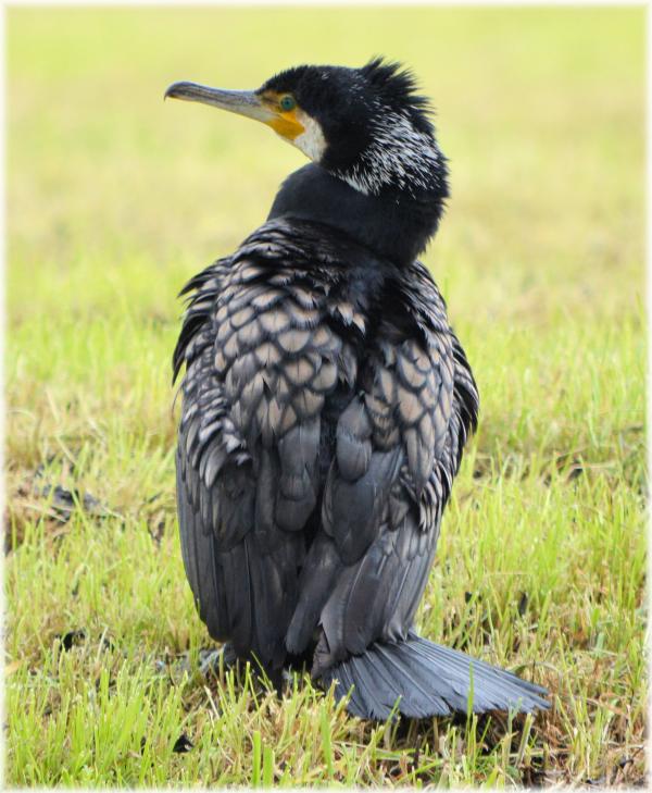 Great Cormorant