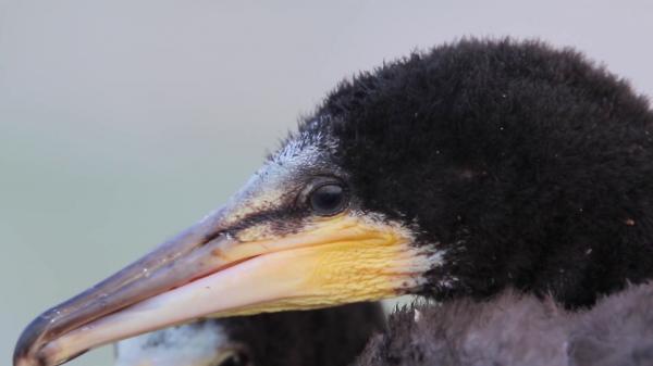 Great Cormorant