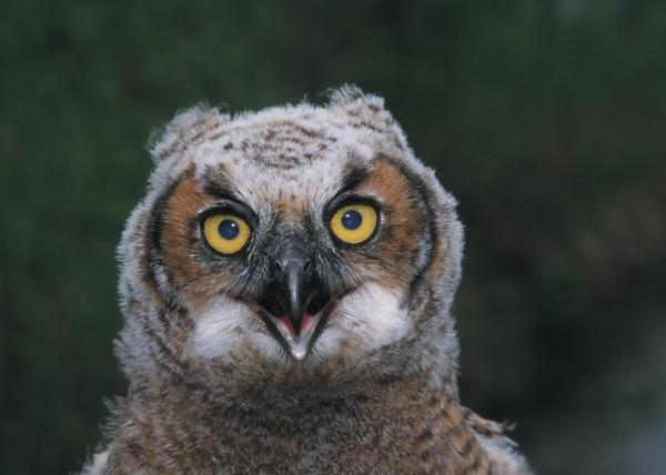 Great Horned Owl