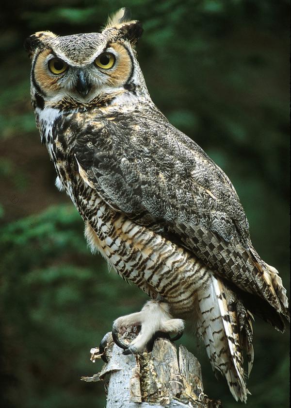 Owl