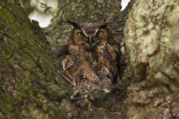 Great Horned Owl