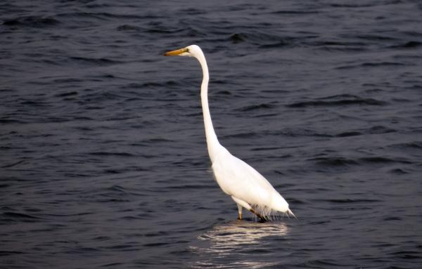Great White Heron