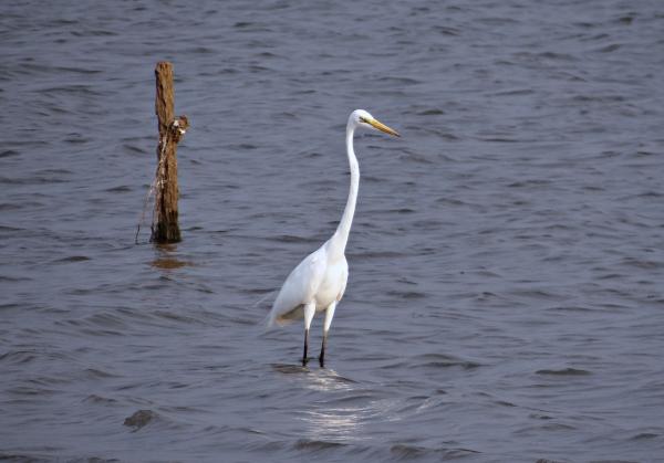 Great White Heron