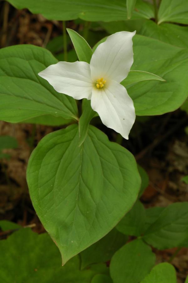 Great white trillium