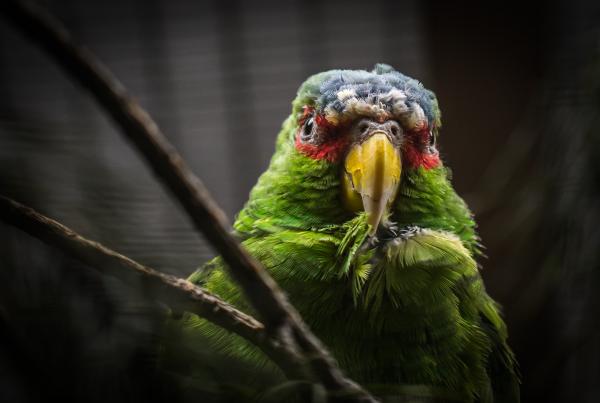 Green and Gray Bird Screenshot
