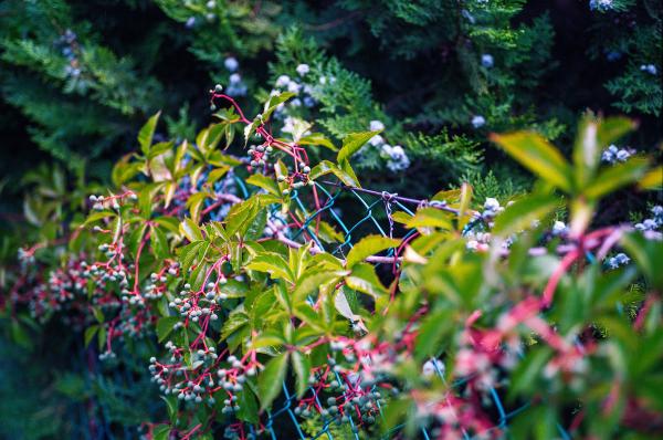 Green and Pink Leafy Plant