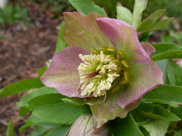 Green and purple flower
