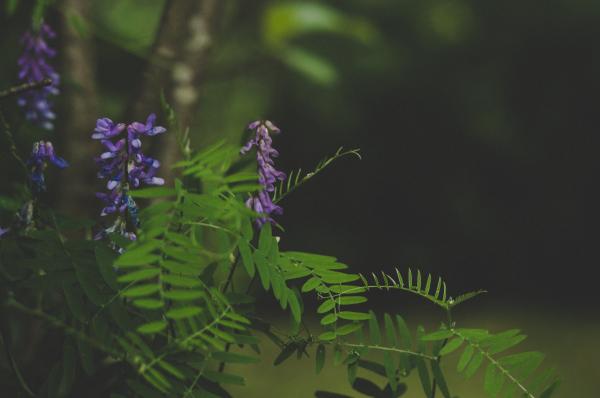 Green and Purple Leafed Plant