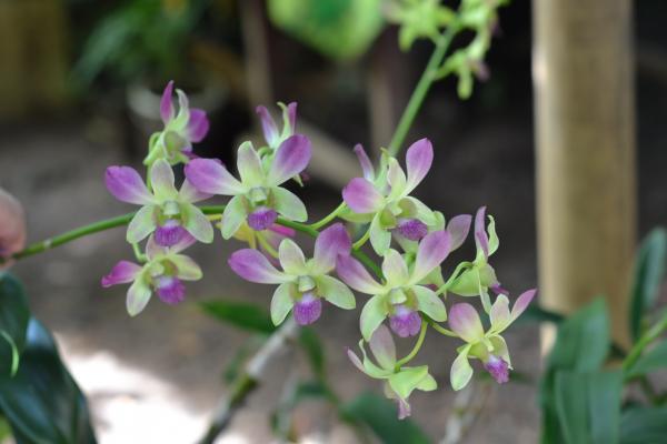 Green and purple orchid