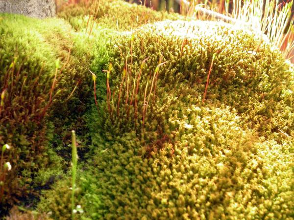 Green and yellow moss