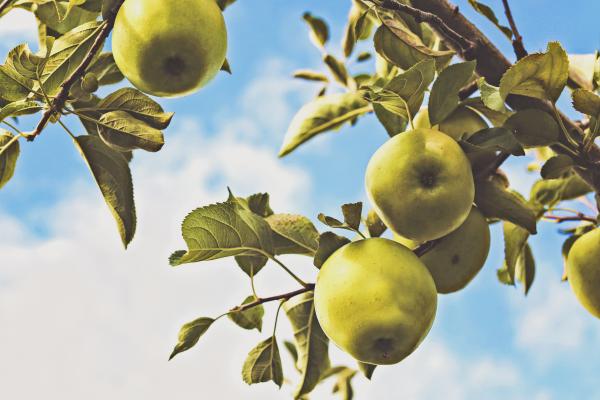 Green Apples