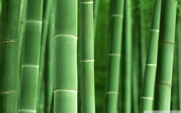 Green Bamboo