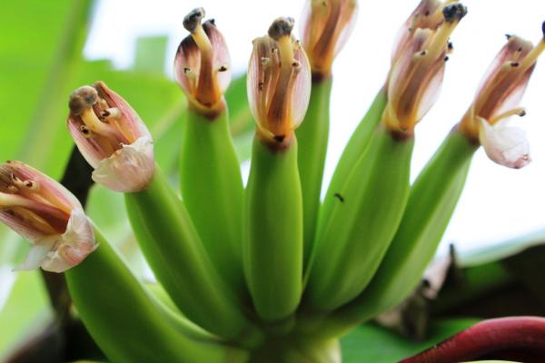 Green Banana