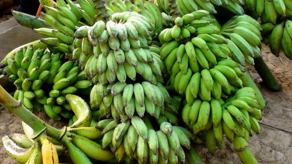Green Bananas