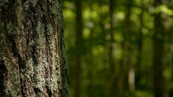 Green bark background