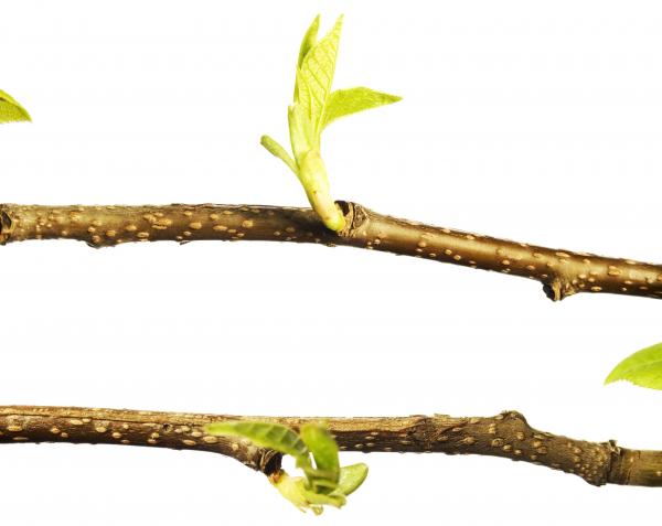 green branch