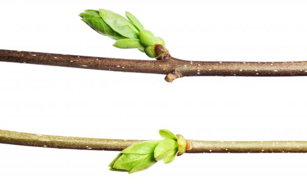 green branch