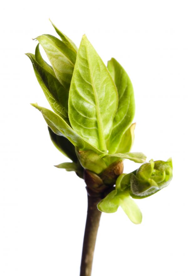 green branch