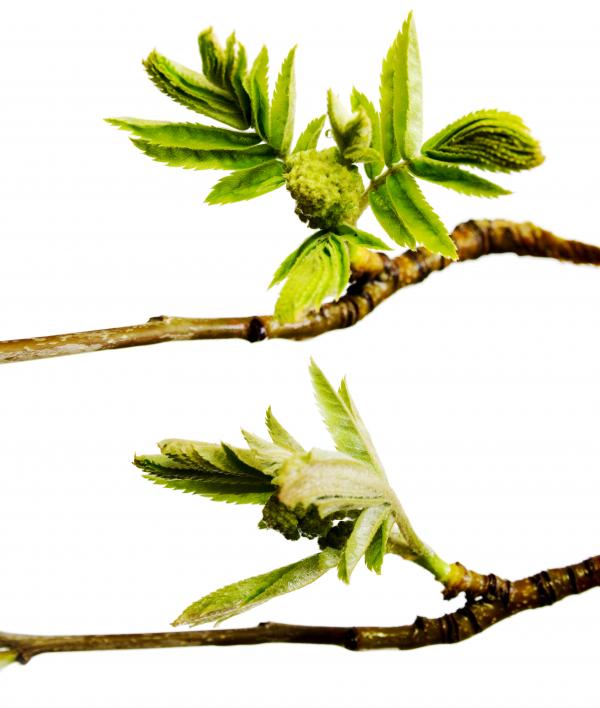 green branch