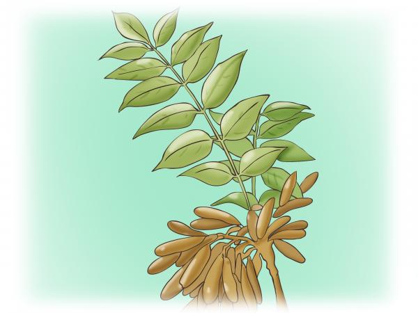 green branch