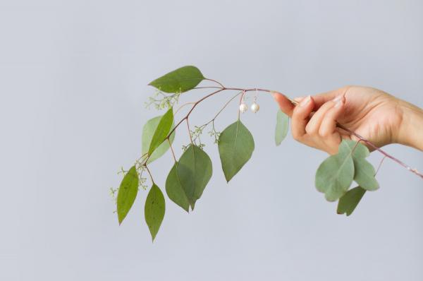 green branch