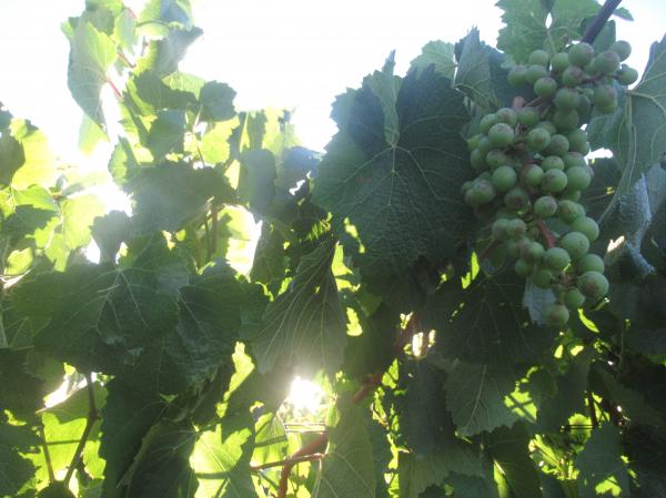 Green bunch of grapes