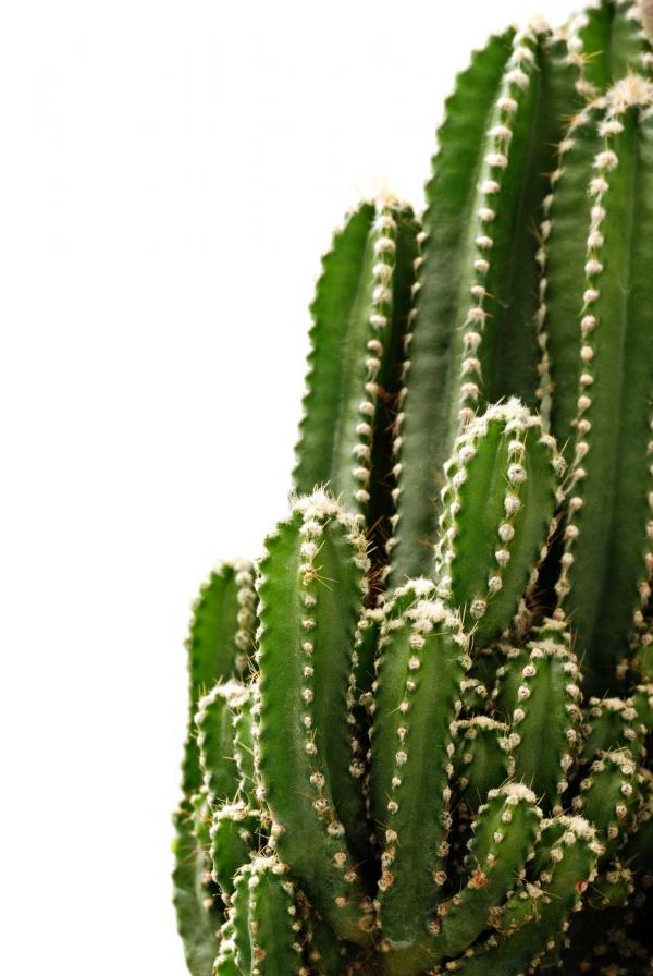 Green Cactus