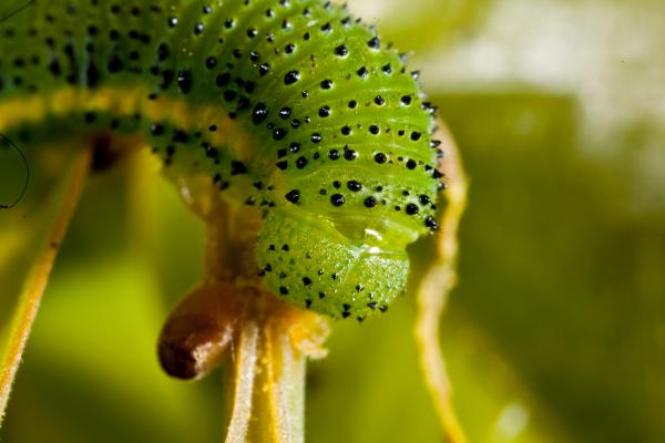 Green caterpillar
