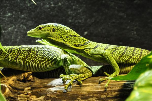 Green Crested Lizard